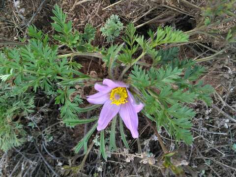 Pulsatilla ambigua (Turcz.) Juzepczuk resmi