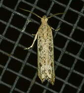 Image of Javelin Moth