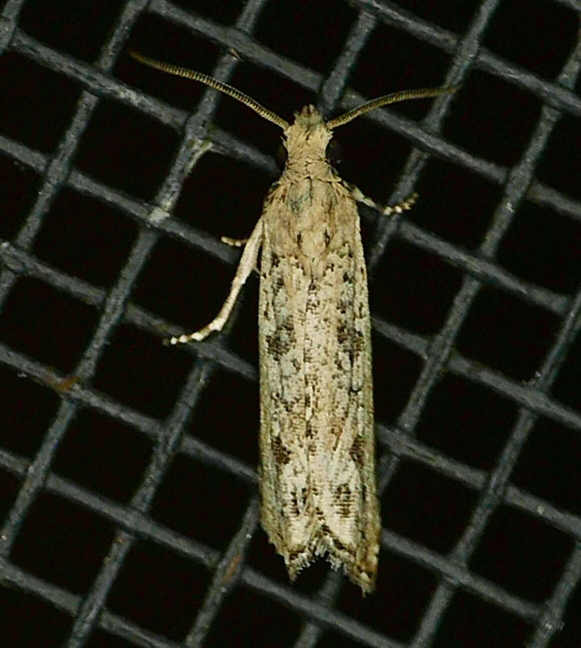 Image of Javelin Moth