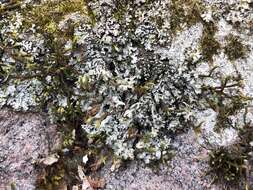 Image of wreath lichen