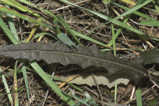 Image of Erechtites diversifolia Petrie.