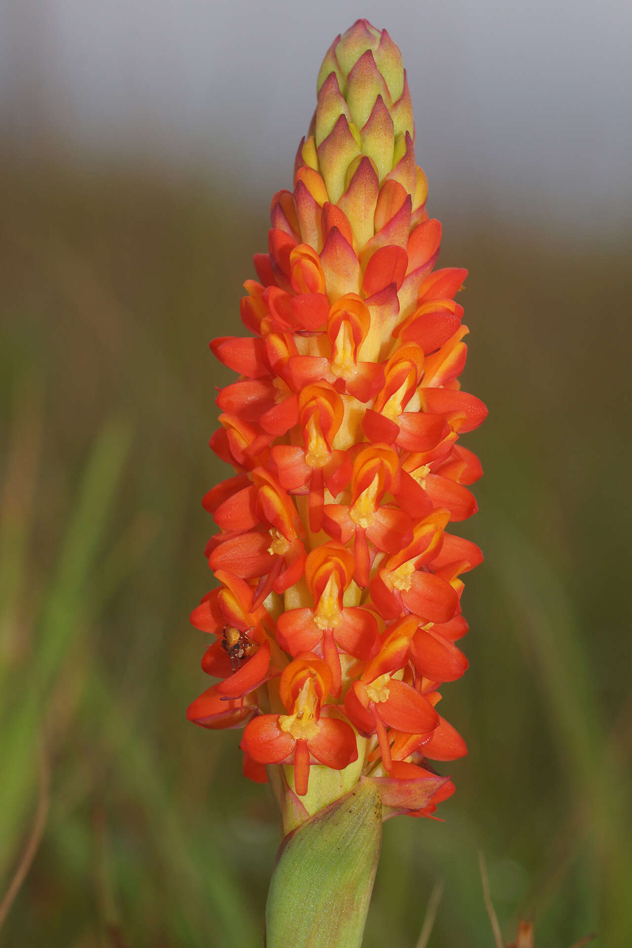 Image de Disa polygonoides Lindl.