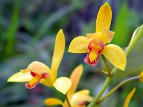 Image of Bletia adenocarpa Rchb. fil.