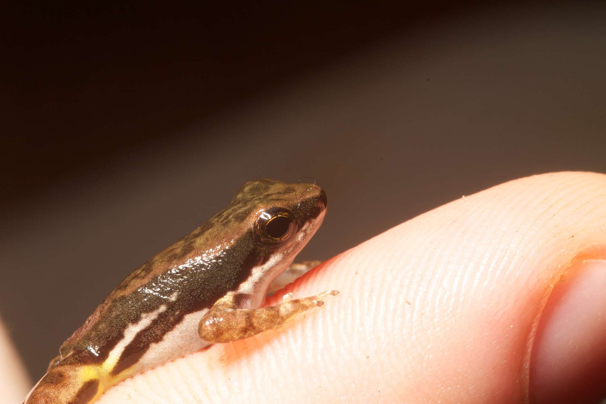 Image of Panama rocket frog