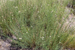 Image of white prairie clover