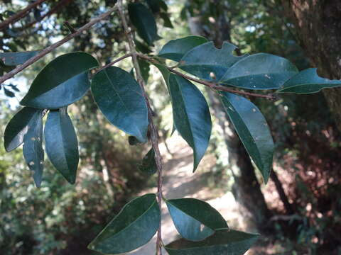 Image of Syzygium formosanum (Hayata) Mori