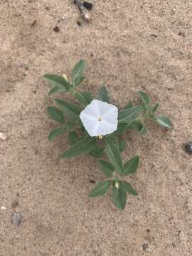 Image of phlox heliotrope