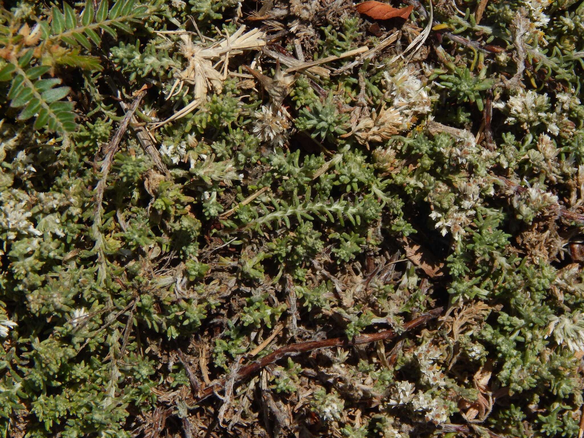 Image of Sand Everlasting