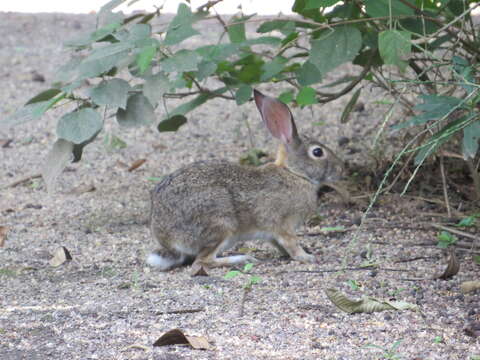 Image of Mexican Cottontail