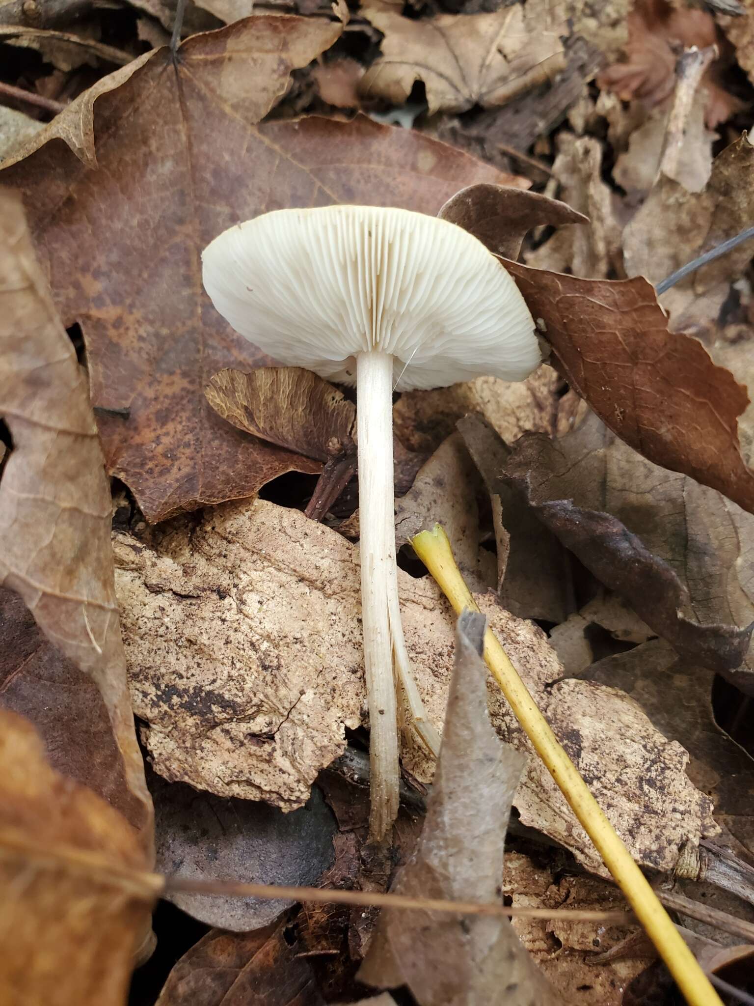 Image de Collybia alboflavida (Peck) Kauffman 1923