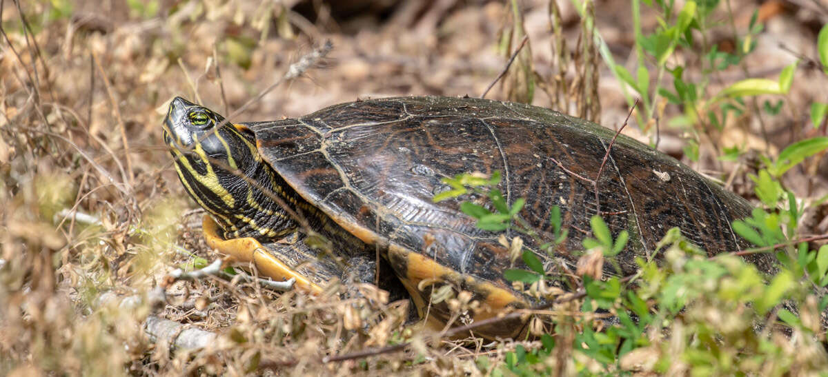 Image of Eastern River Cooter