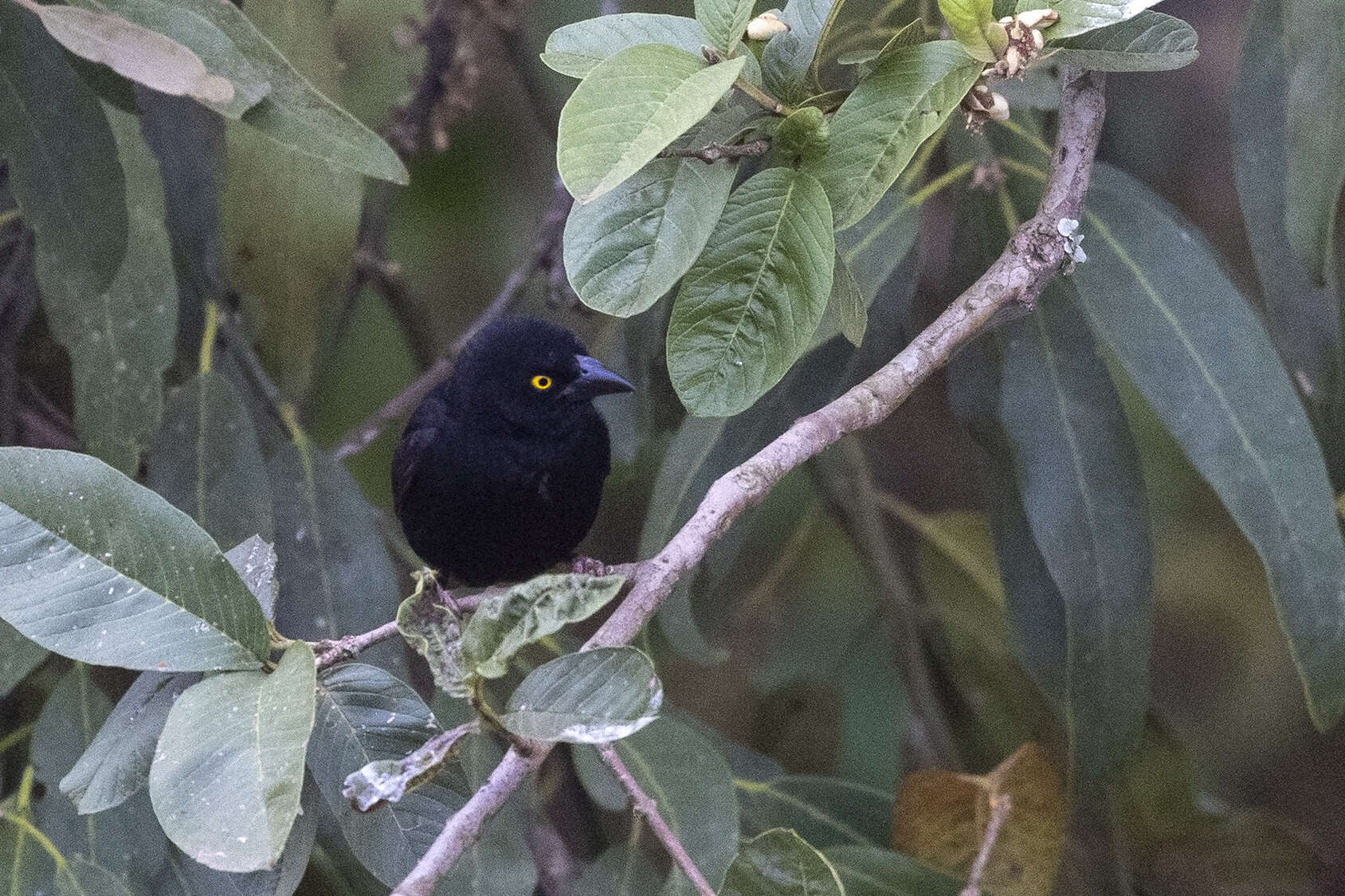 Image of Vieillot's Weaver