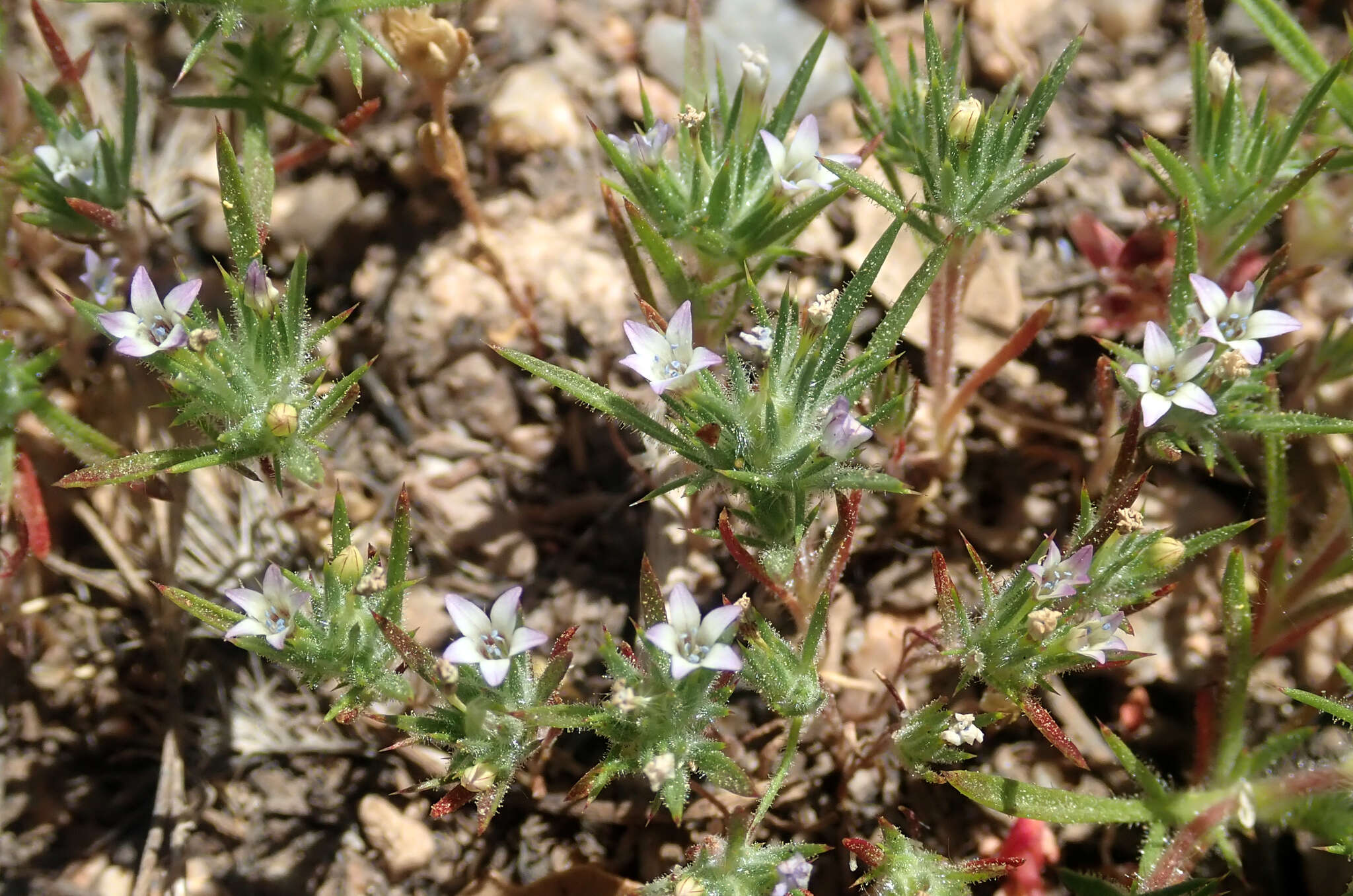 Image of Baja Pincushion-Plant