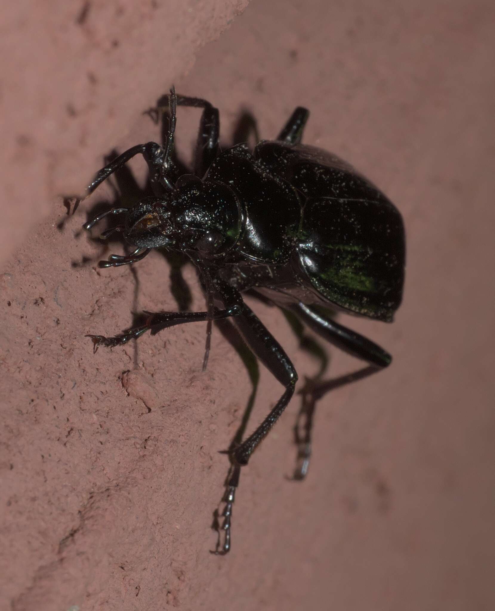 Слика од Calosoma (Carabosoma) marginale Casey 1897