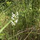 صورة Habenaria malintana (Blanco) Merr.