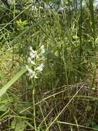 صورة Habenaria malintana (Blanco) Merr.