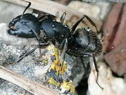 Image of Camponotus saxatilis Ruzsky 1895