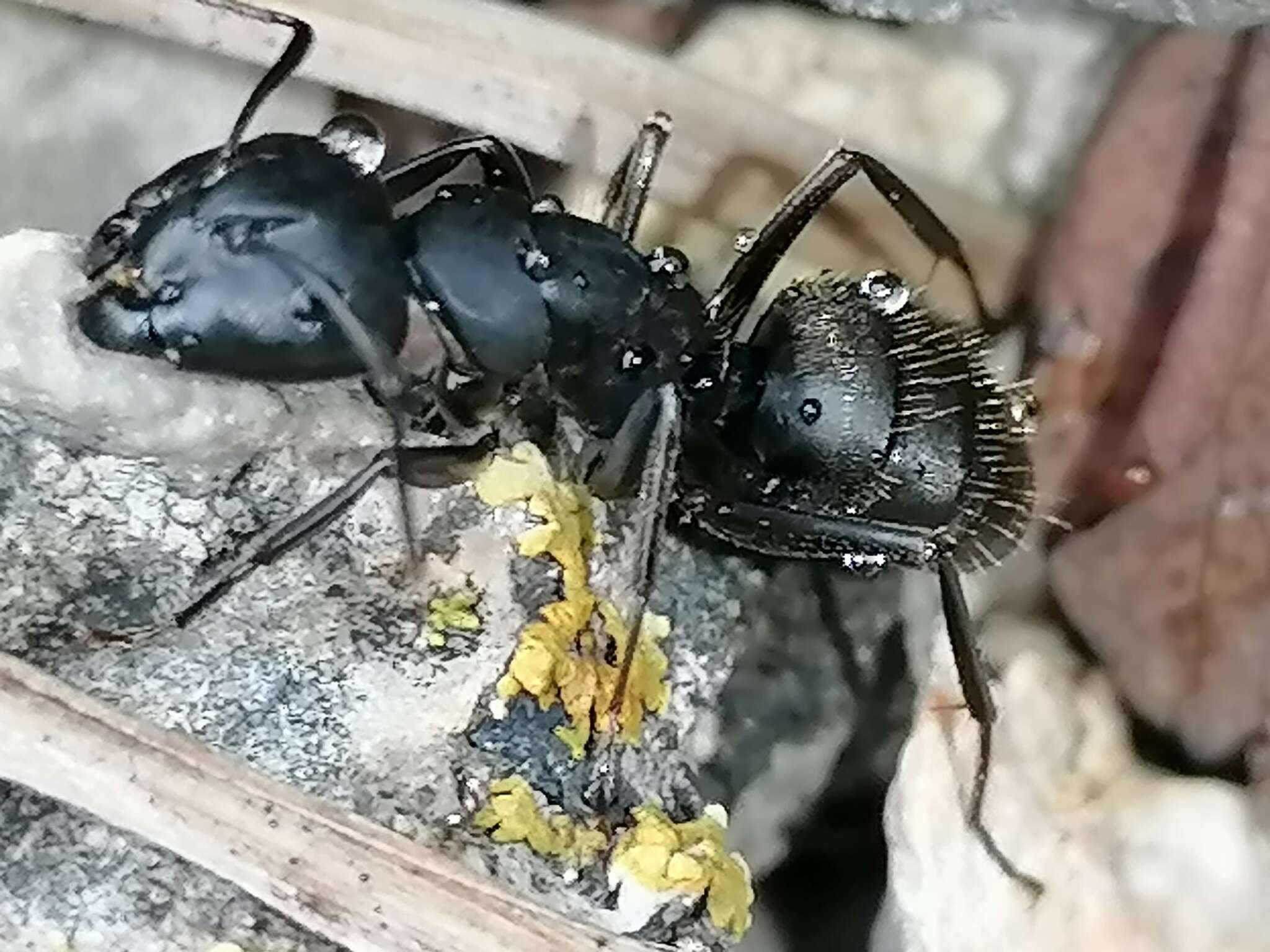 Image of Camponotus saxatilis Ruzsky 1895