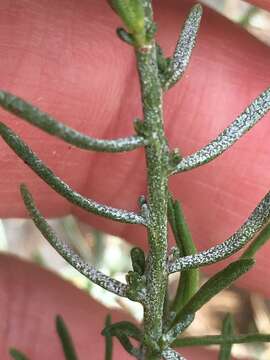 Image of chaparral goldenbush