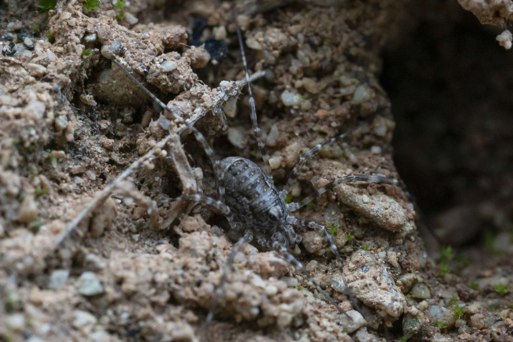 Image of <i>Metaplatybunus rhodiensis</i>