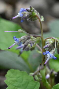 Слика од Trachystemon orientalis (L.) G. Don