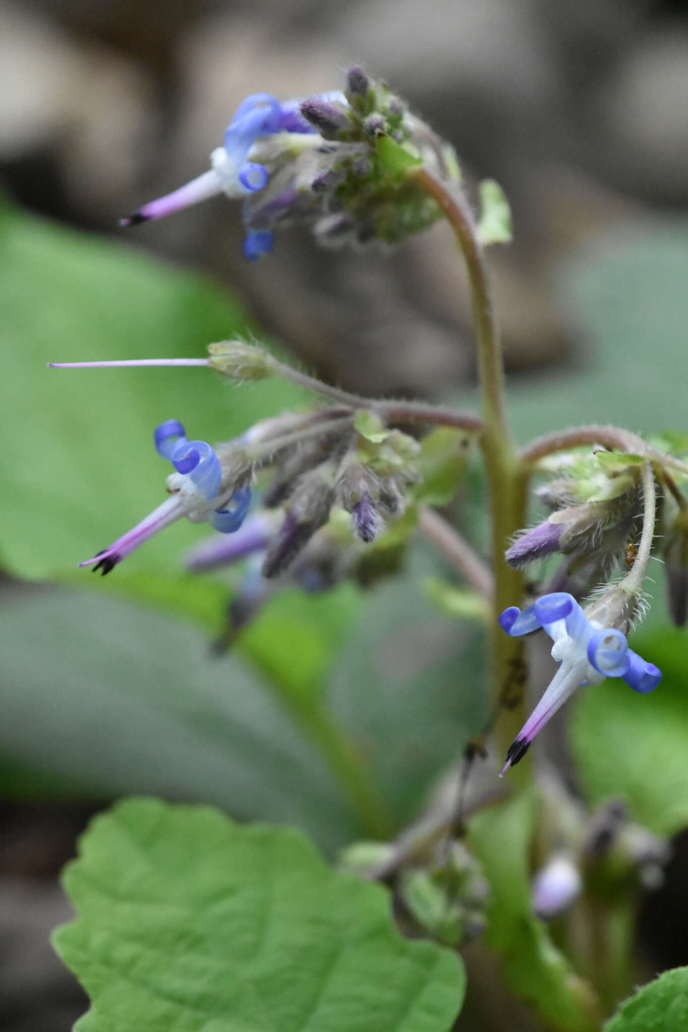 Слика од Trachystemon orientalis (L.) G. Don