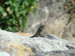 Image of Eastern Cape Crag Lizard