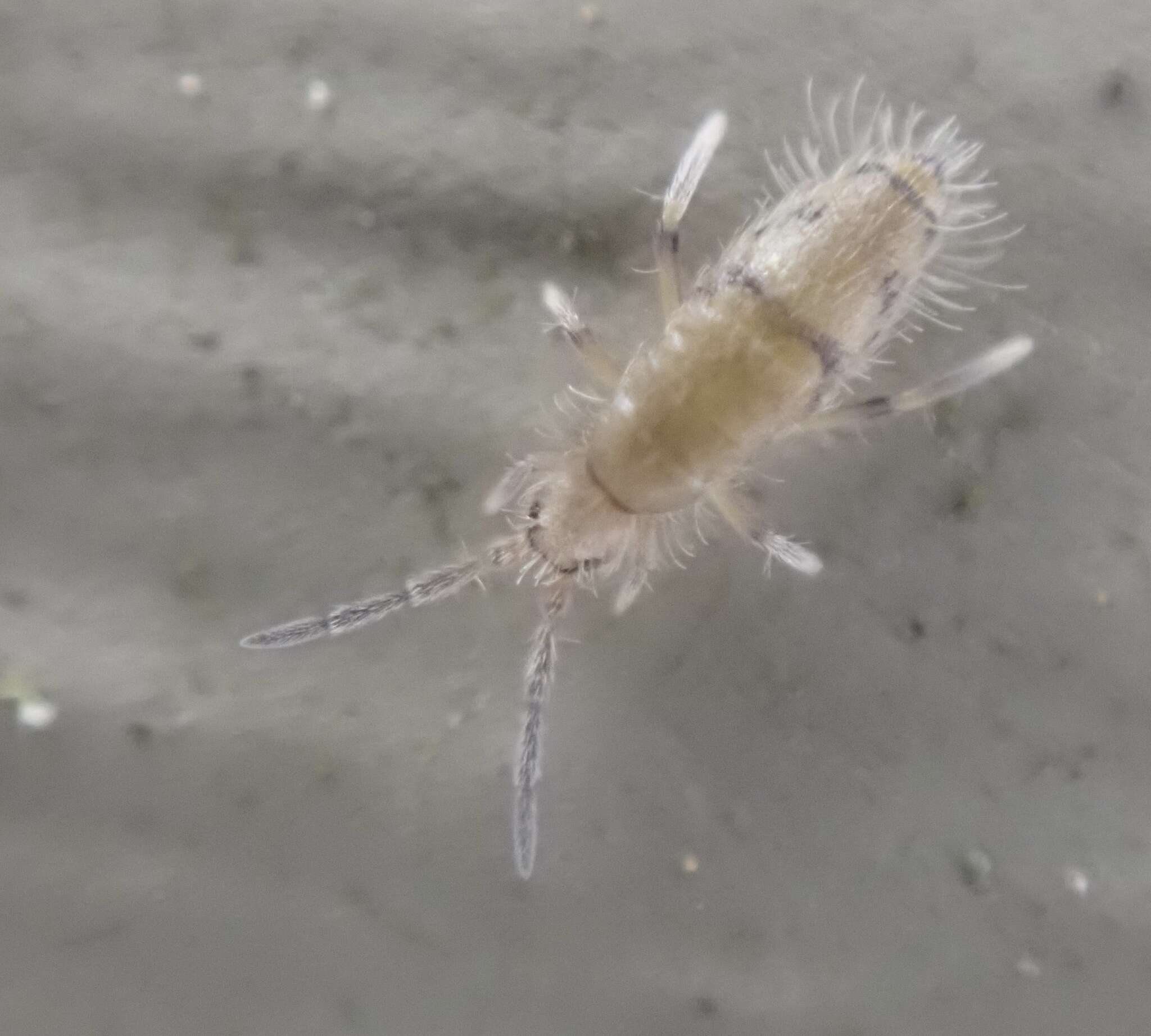 Image of Elongate-bodied Springtail