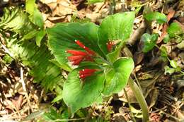 Imagem de Spigelia splendens H. Wendl. ex Hook.