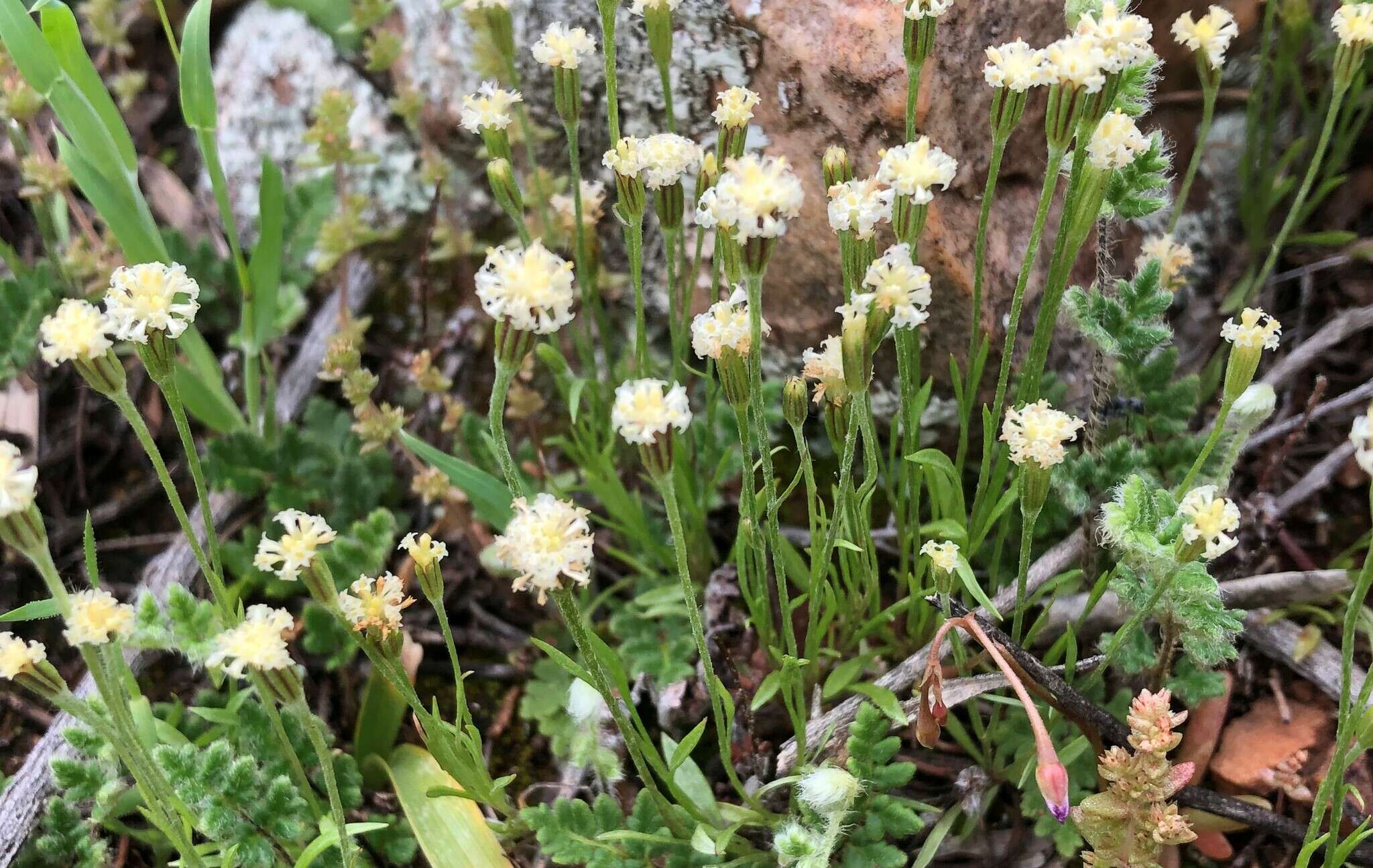 Image of Millotia myosotidifolia (Benth.) Steetz