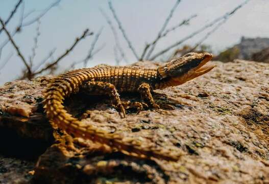 Image of Cordylus namakuiyus Stanley, Ceríaco, Bandeira, Valerio, Bates & Branch 2016