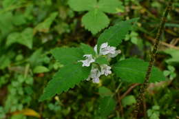 Matsumurella chinensis (Benth.) Bendiksby的圖片