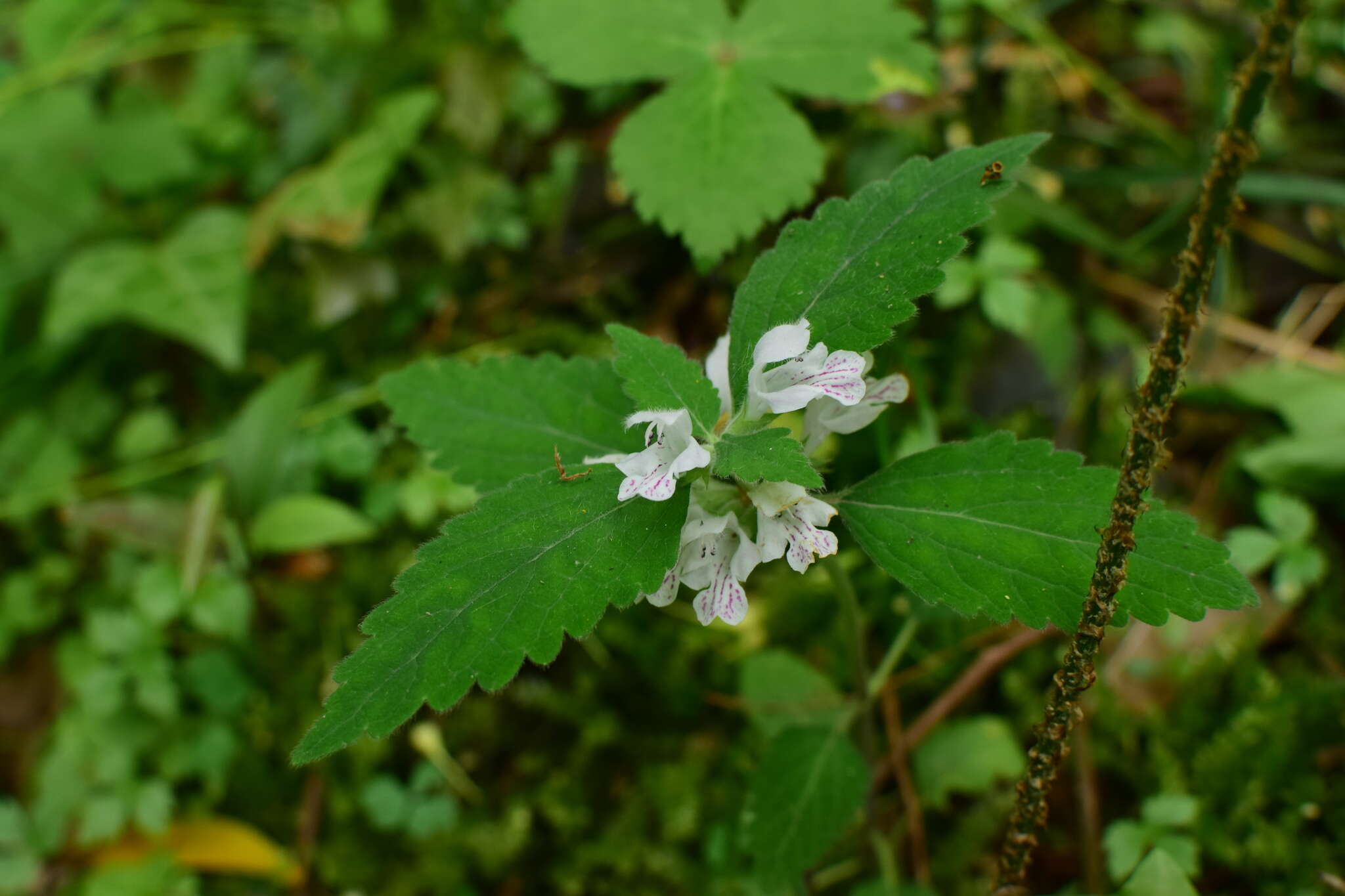 Matsumurella chinensis (Benth.) Bendiksby的圖片