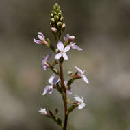 Image of Stylidium graminifolium Sw. ex Willd.