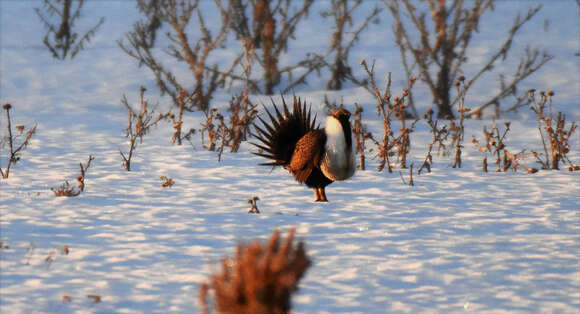 Image of Gunnison sage-grouse; greater sage-grouse