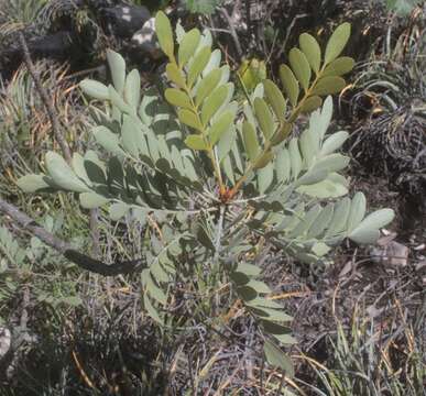 Image of Pseudosmodingium virletii (Baill.) Engl.