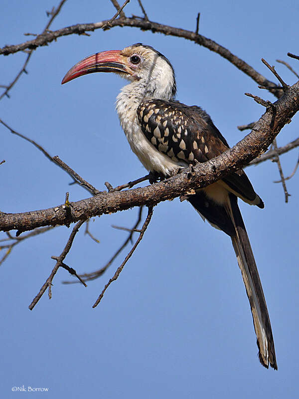 Image of Northern Red-billed Hornbill