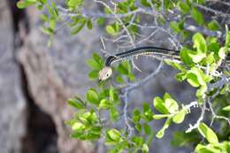 Image of Coluber taeniatus girardi Stejneger & Barbour 1917