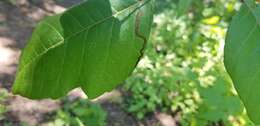 Sivun Stigmella rhoifoliella (Braun 1912) Newton et al. 1982 kuva