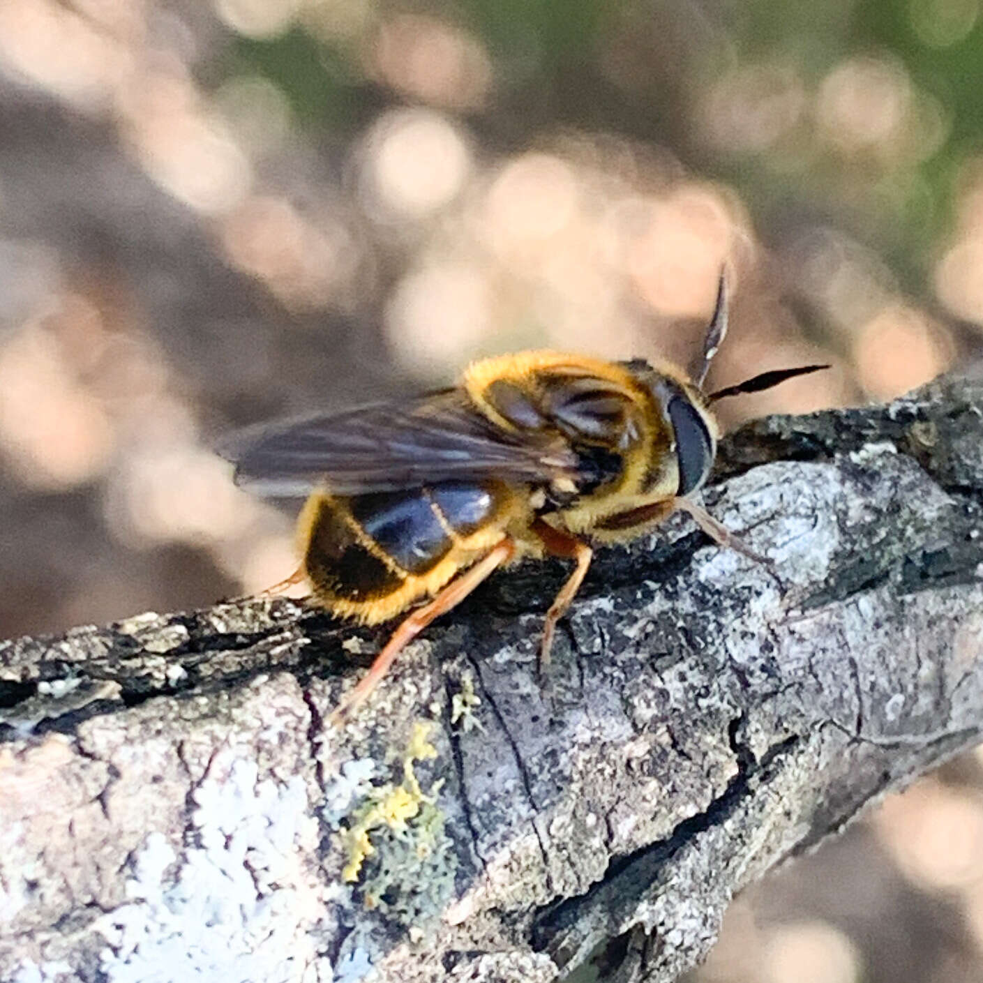 Image of Callicera erratica (Walker 1849)