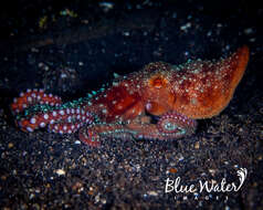 Image of Starry night octopus