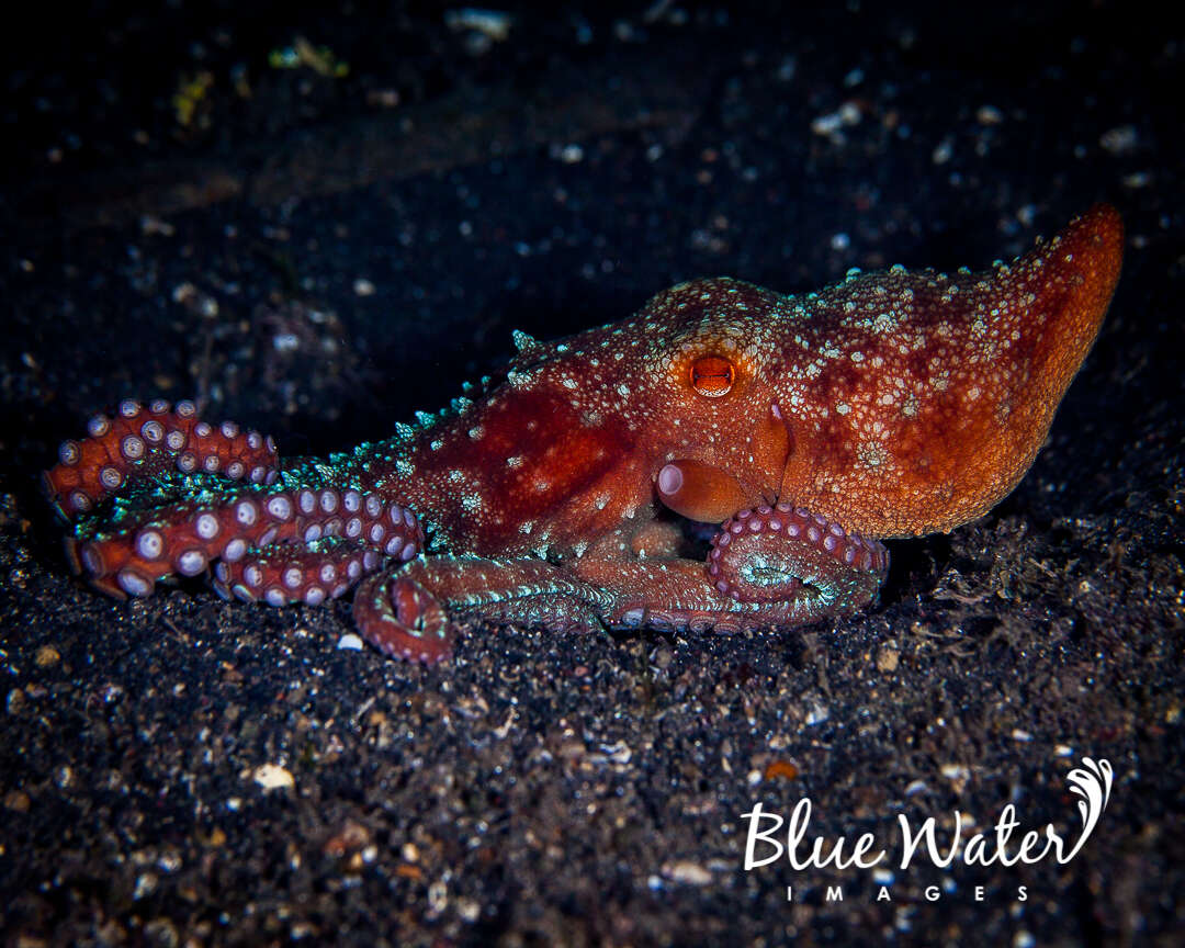 Image of Starry night octopus