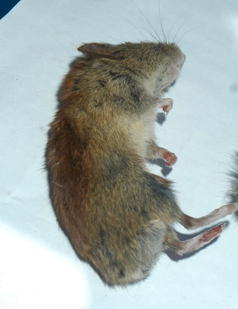 Image of Revillagigedo Island Red-backed Vole