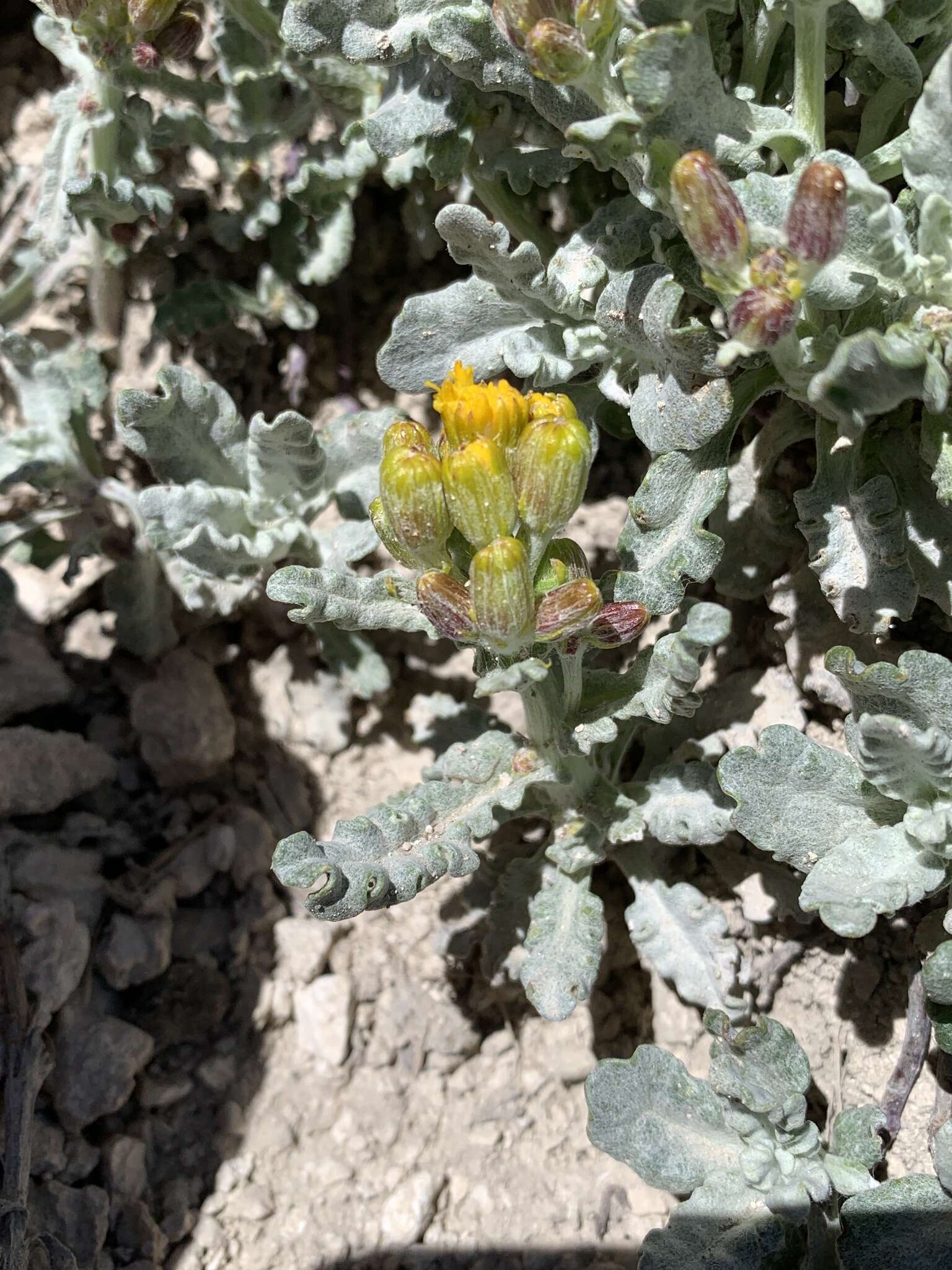 Image of Musinea ragwort