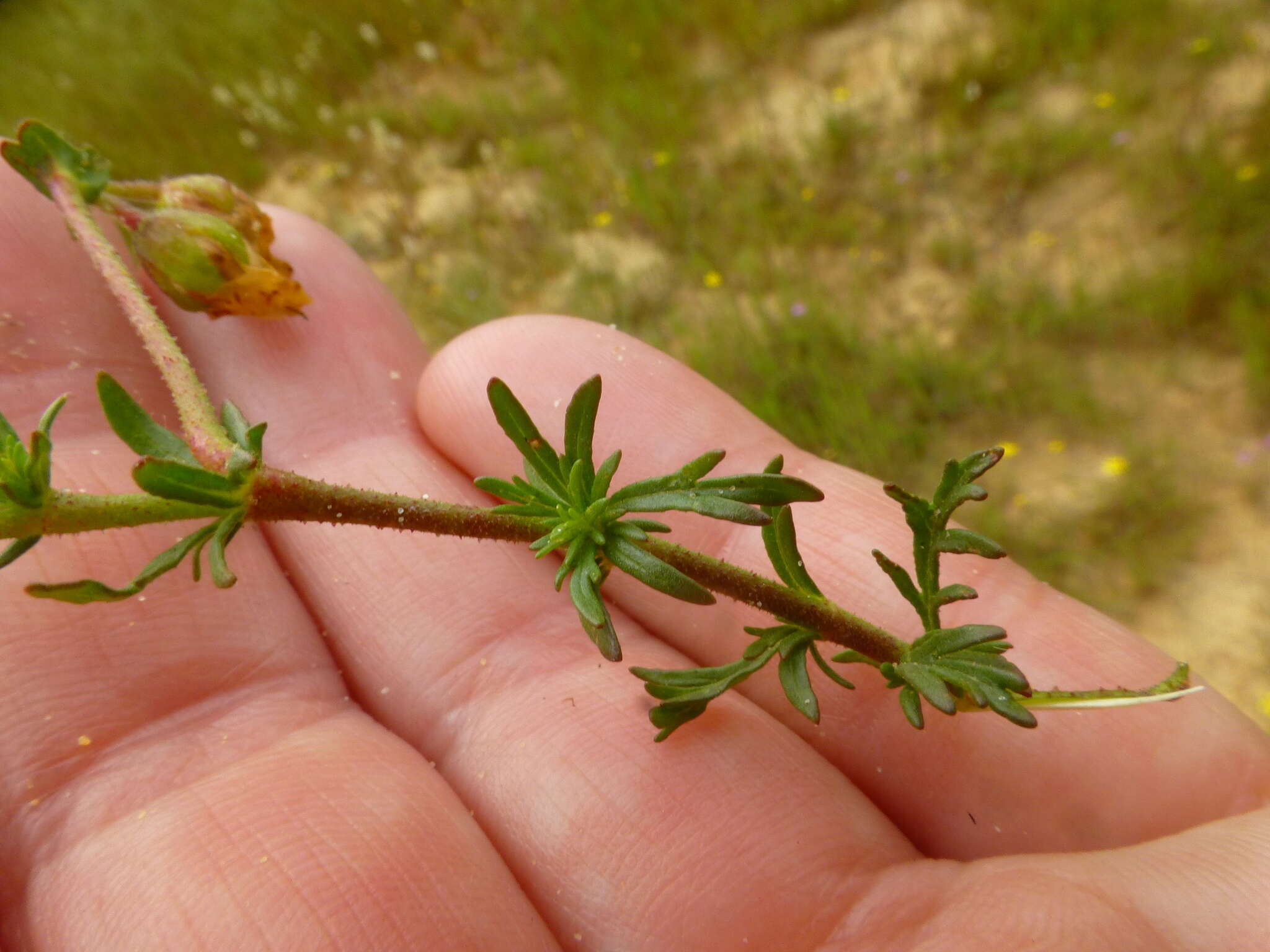 Image of Hermannia pinnata L.