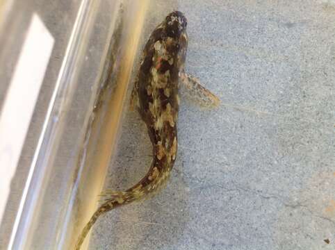 Image of Bay blenny