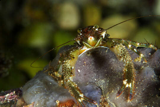 Image of Leach's squat lobster