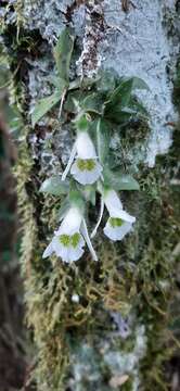 Image de Lankesterella longicollis (Cogn.) Hoehne