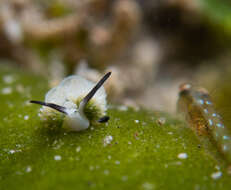 Image of Costasiella usagi Ichikawa 1993