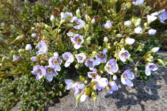 Image de Veronica hookeriana Walp.